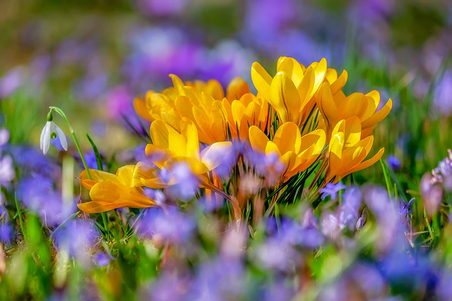 purple and yellow flowers in a field